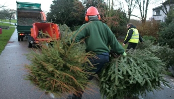 Tájékoztató a fenyőfagyűjtés rendjéről